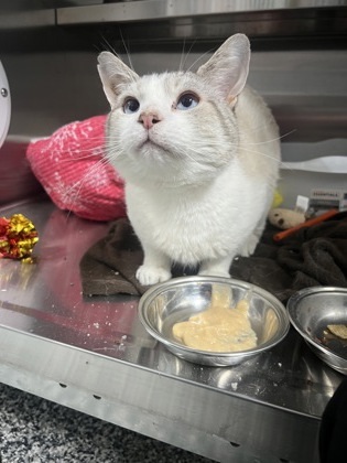 Bob, an adoptable Domestic Short Hair in Rhinelander, WI, 54501 | Photo Image 2