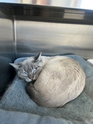 Dan, an adoptable Domestic Short Hair in Rhinelander, WI, 54501 | Photo Image 1