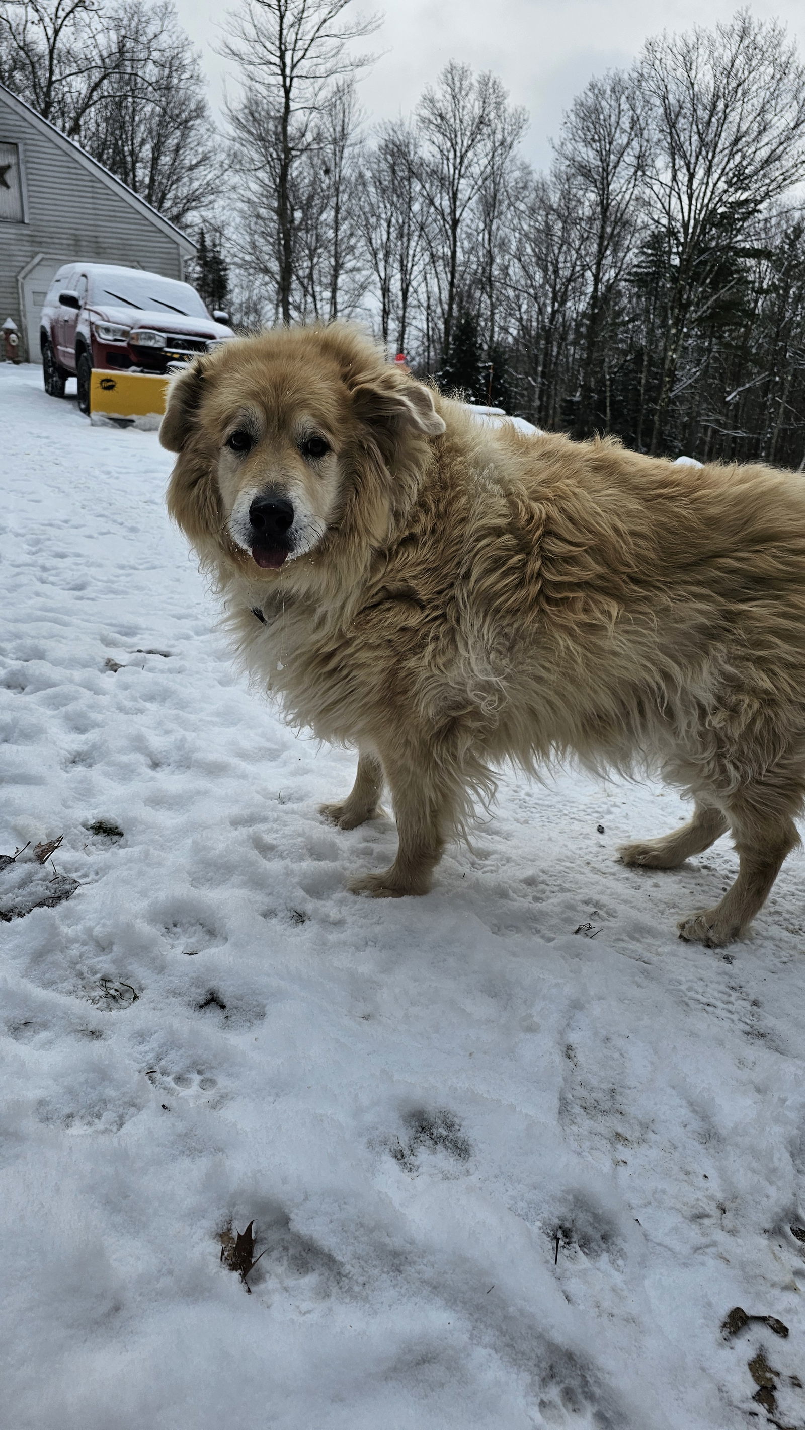 Charlie - sanctuary dog