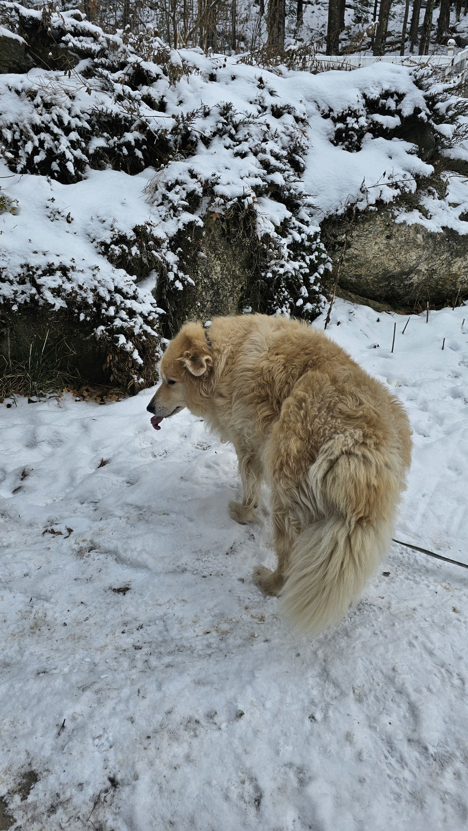 Charlie - sanctuary dog