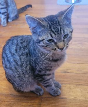Mocha, Young Female Domestic Medium Hair