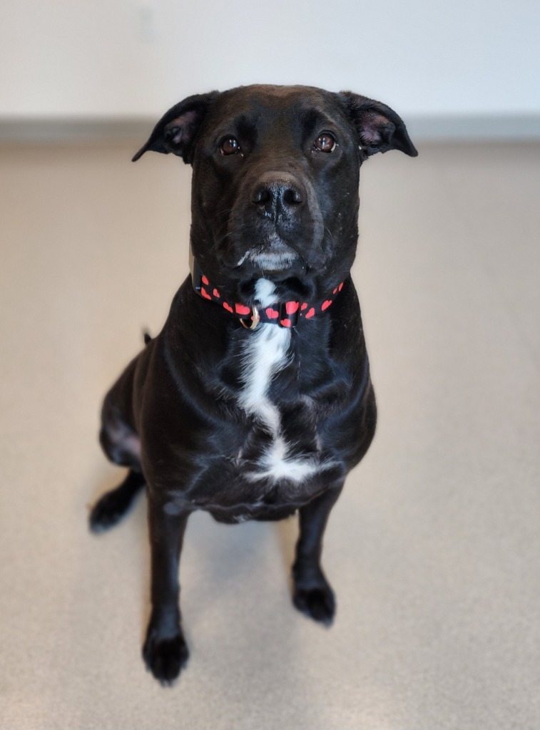 Zuri, an adoptable Black Labrador Retriever, Pit Bull Terrier in Superior, WI, 54880 | Photo Image 1
