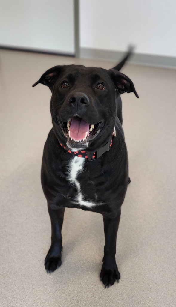 Zuri, an adoptable Black Labrador Retriever, Pit Bull Terrier in Superior, WI, 54880 | Photo Image 2