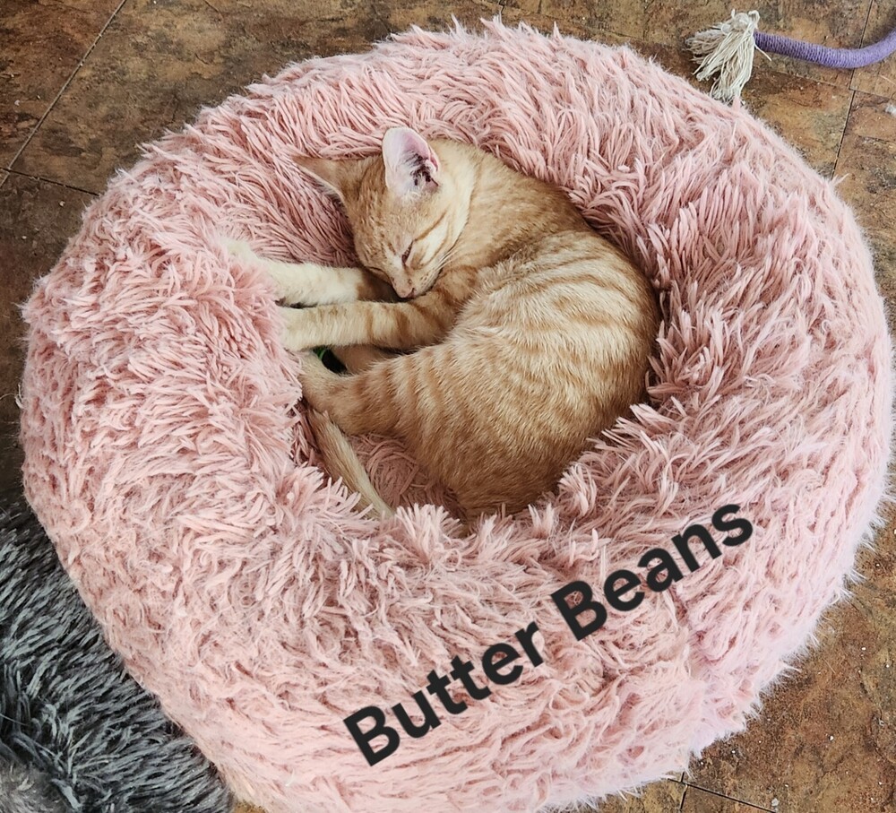 Butter Beans 3948