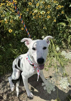 Peridot, Baby Female Pit Bull Terrier