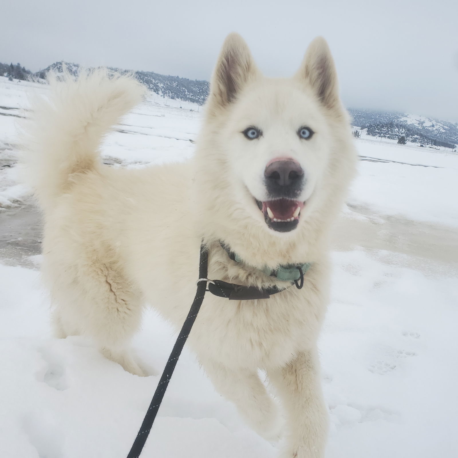 Cupcake, an adoptable Husky, Samoyed in Yreka, CA, 96097 | Photo Image 2