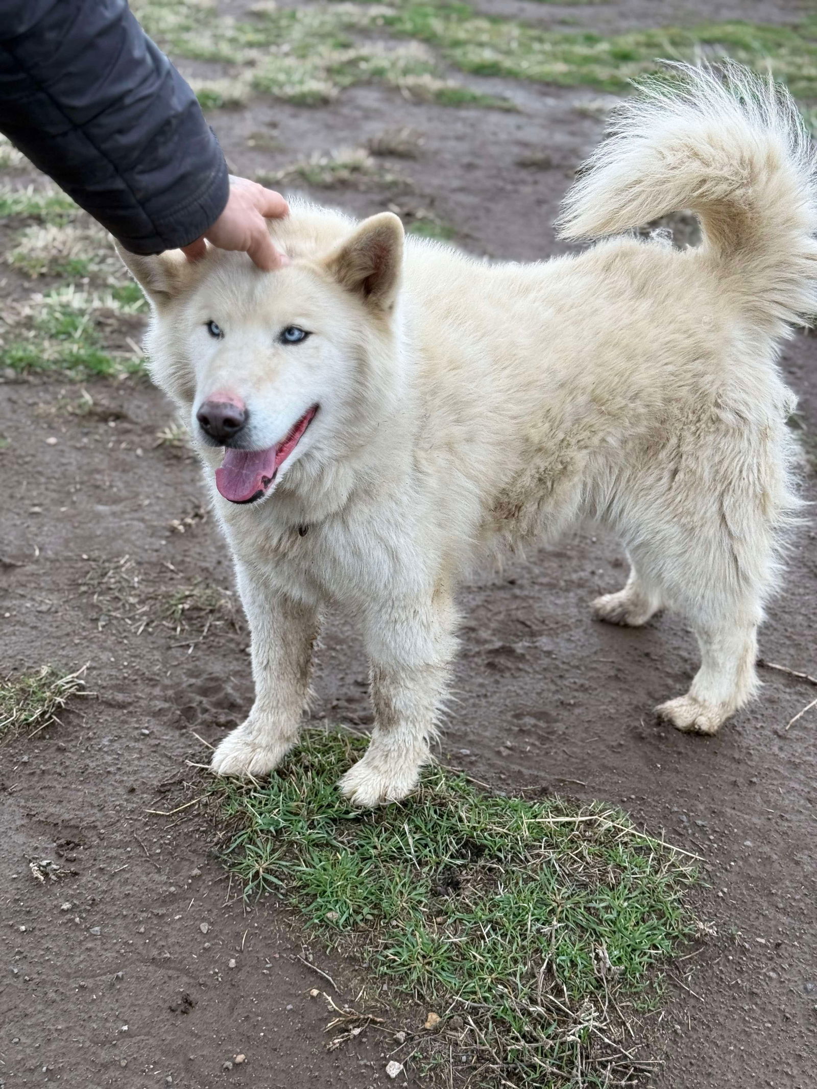 Cupcake, an adoptable Husky, Samoyed in Yreka, CA, 96097 | Photo Image 3