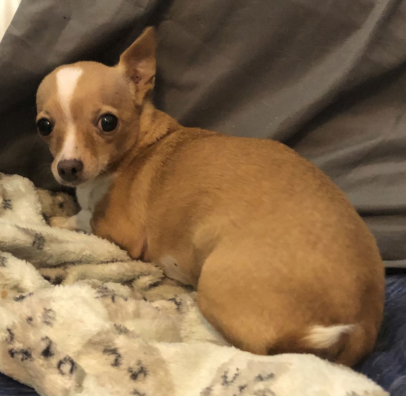 Lulu