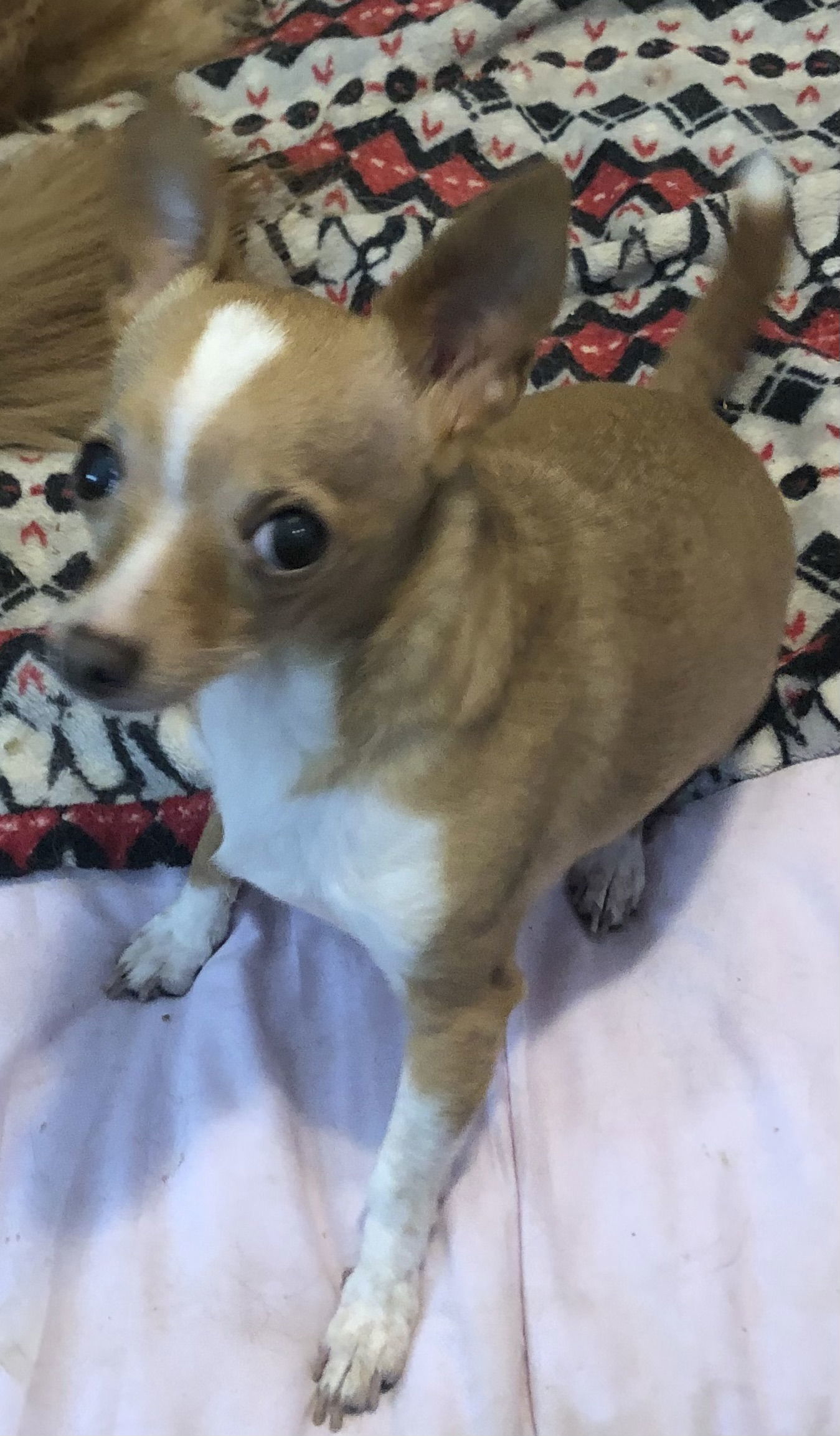 Lulu