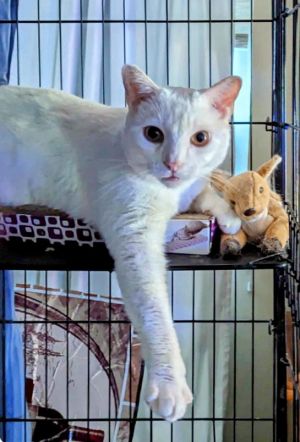 Redford, Adult Male Domestic Short Hair