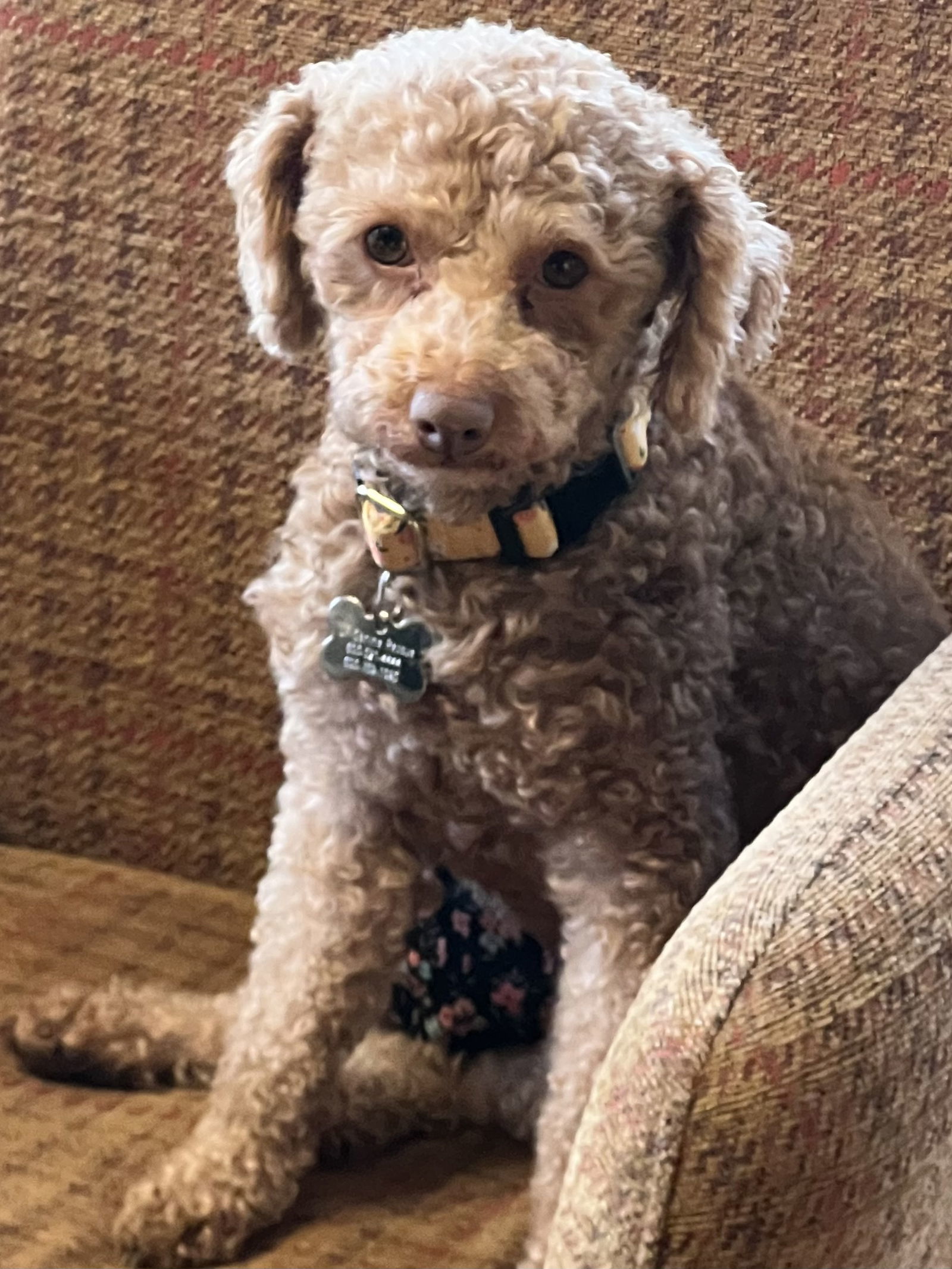 Leni, an adoptable Poodle in Brandon, SD, 57005 | Photo Image 1