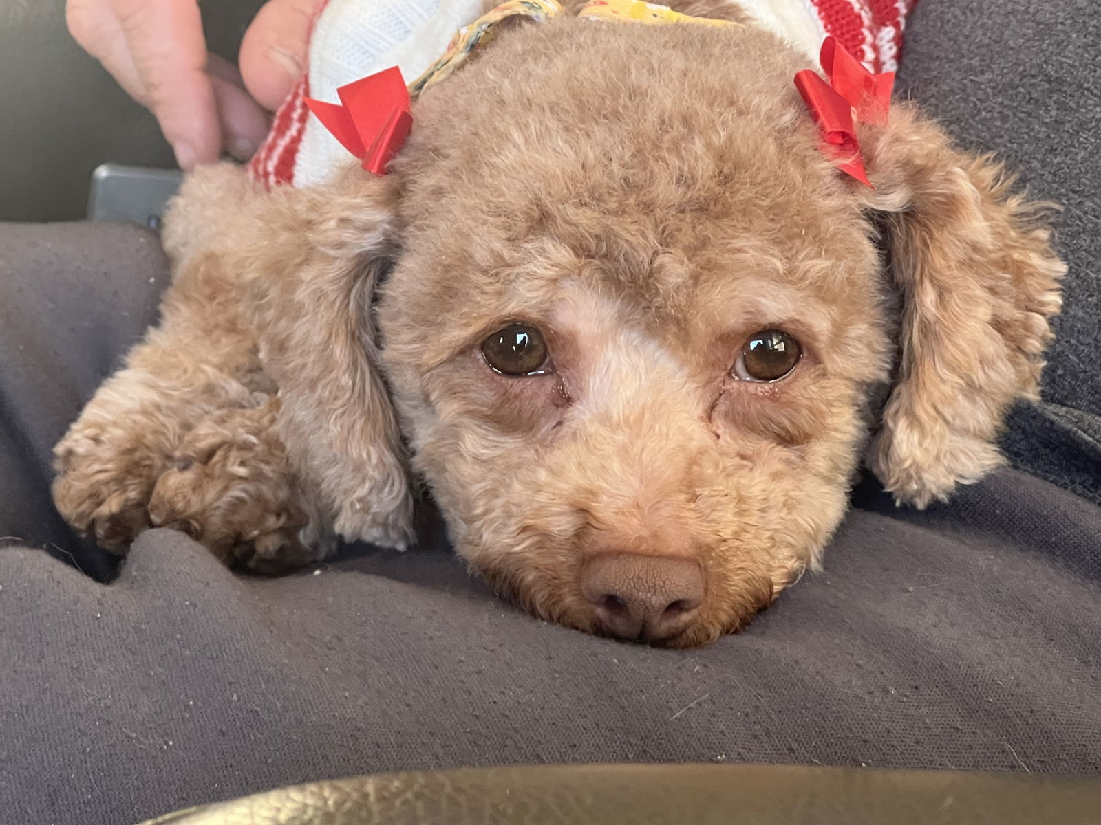 Leni, an adoptable Poodle in Brandon, SD, 57005 | Photo Image 2