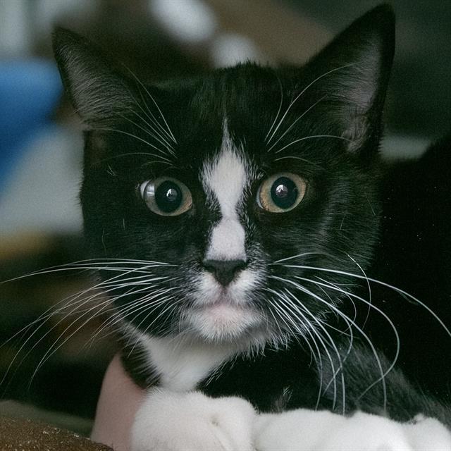TAMMY