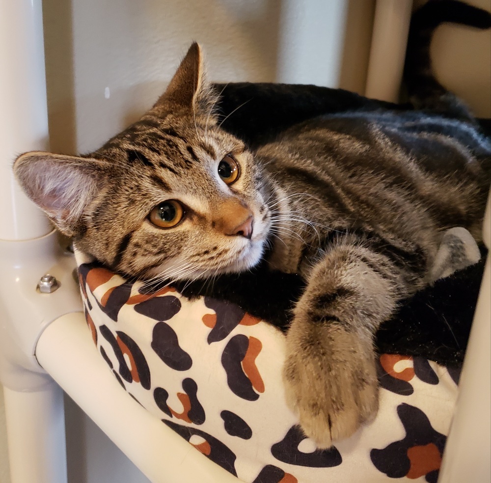Mikey, an adoptable Domestic Short Hair in Challis, ID, 83226 | Photo Image 1