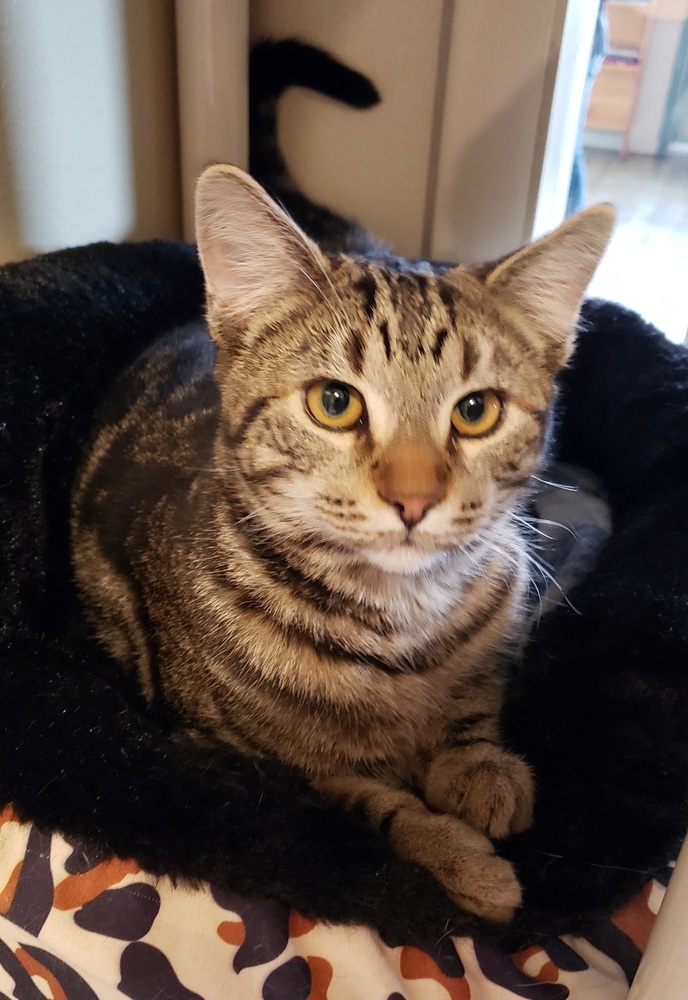 Mikey, an adoptable Domestic Short Hair in Challis, ID, 83226 | Photo Image 2