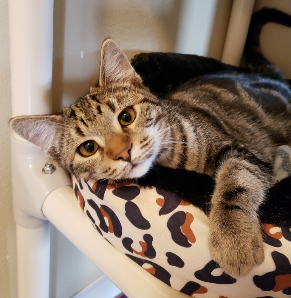 Mikey, an adoptable Domestic Short Hair in Challis, ID, 83226 | Photo Image 3