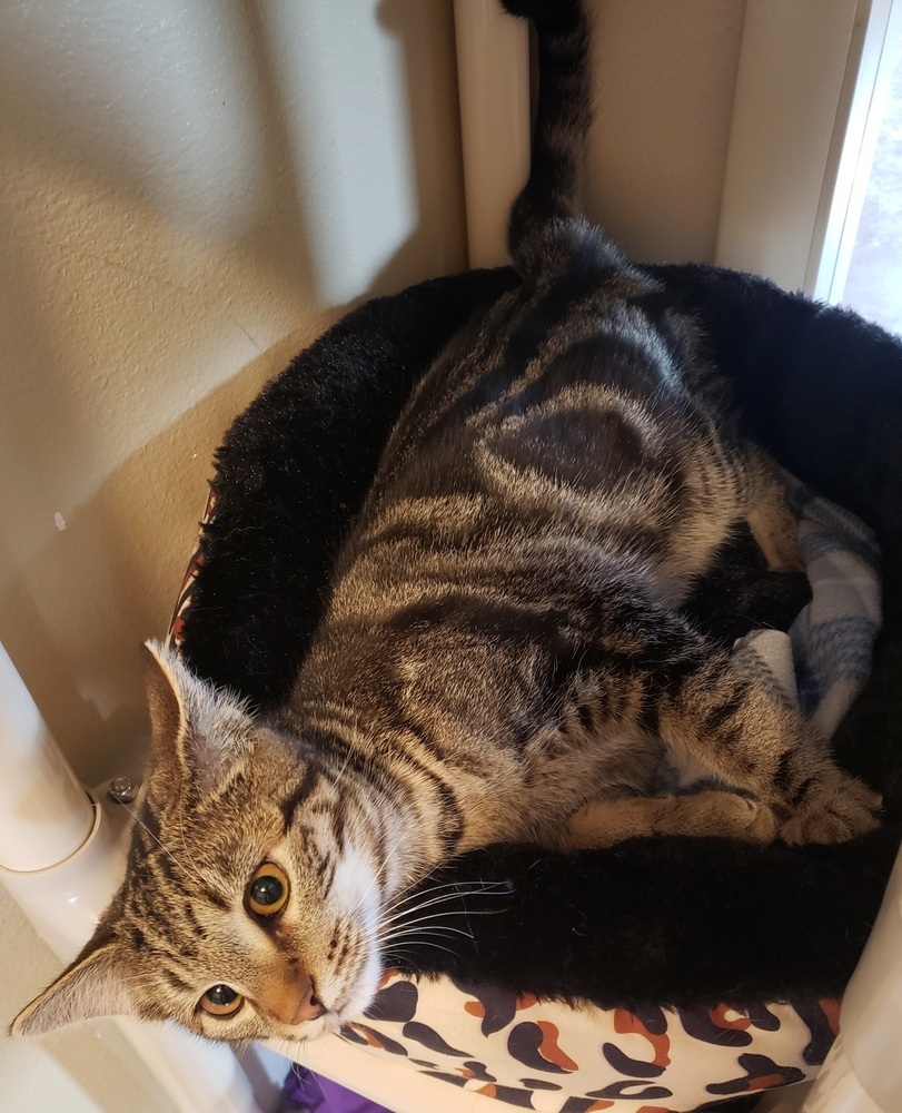 Mikey, an adoptable Domestic Short Hair in Challis, ID, 83226 | Photo Image 4