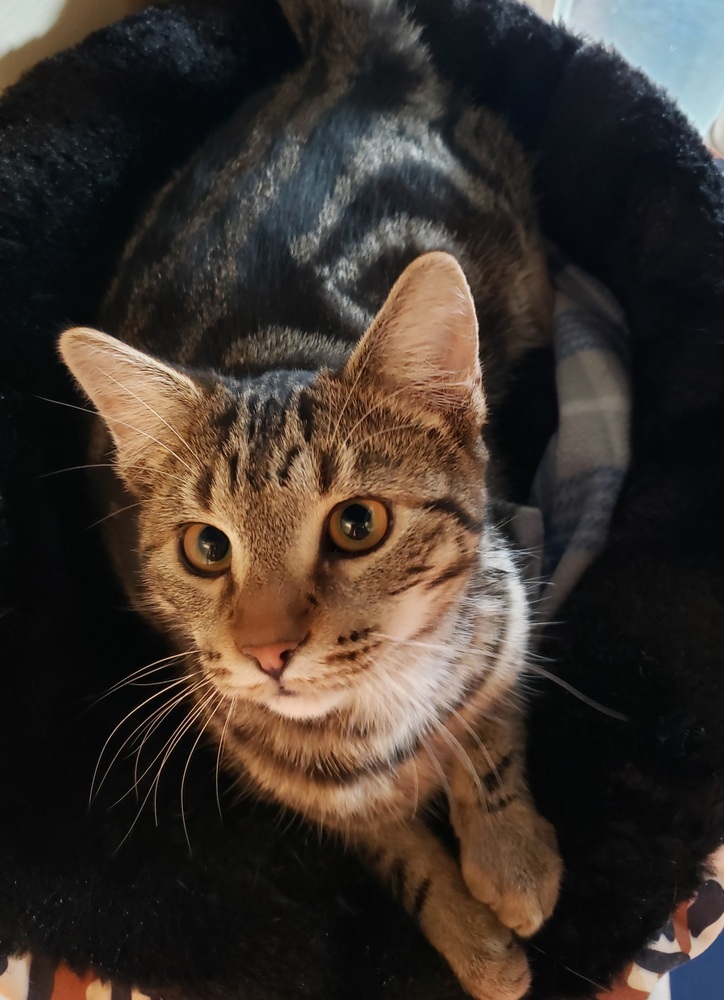 Mikey, an adoptable Domestic Short Hair in Challis, ID, 83226 | Photo Image 5