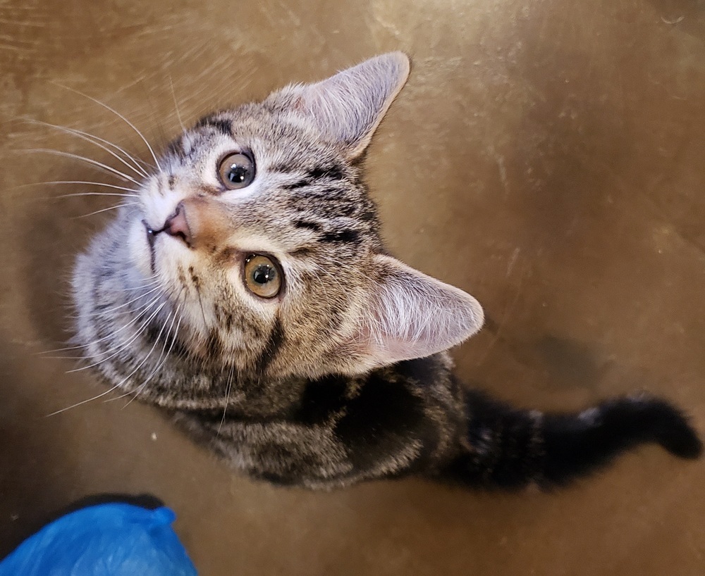 Mikey, an adoptable Domestic Short Hair in Challis, ID, 83226 | Photo Image 6
