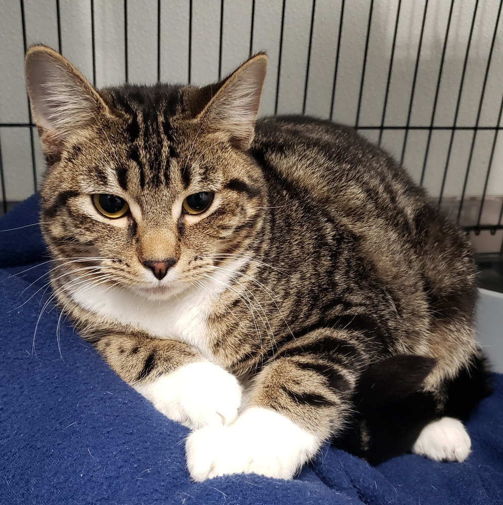 Missy, an adoptable Domestic Short Hair, Tabby in Challis, ID, 83226 | Photo Image 1
