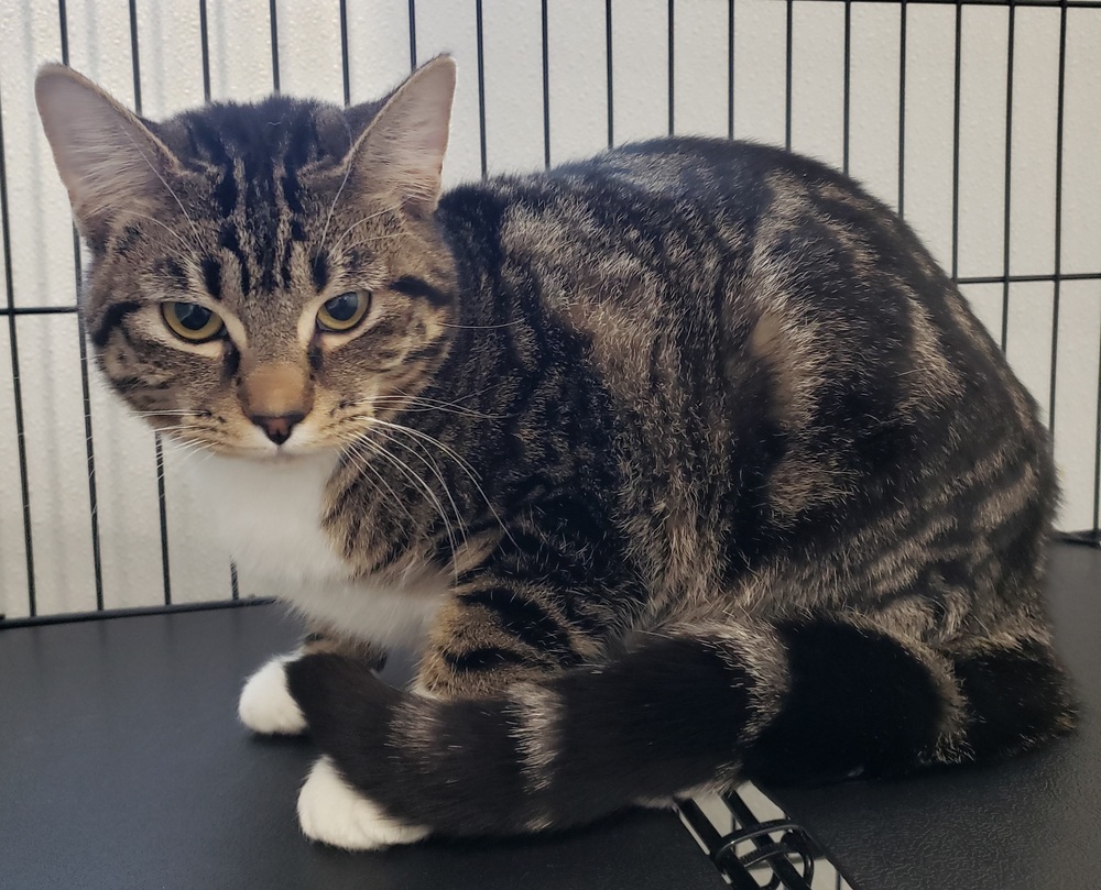 Missy, an adoptable Domestic Short Hair, Tabby in Challis, ID, 83226 | Photo Image 2