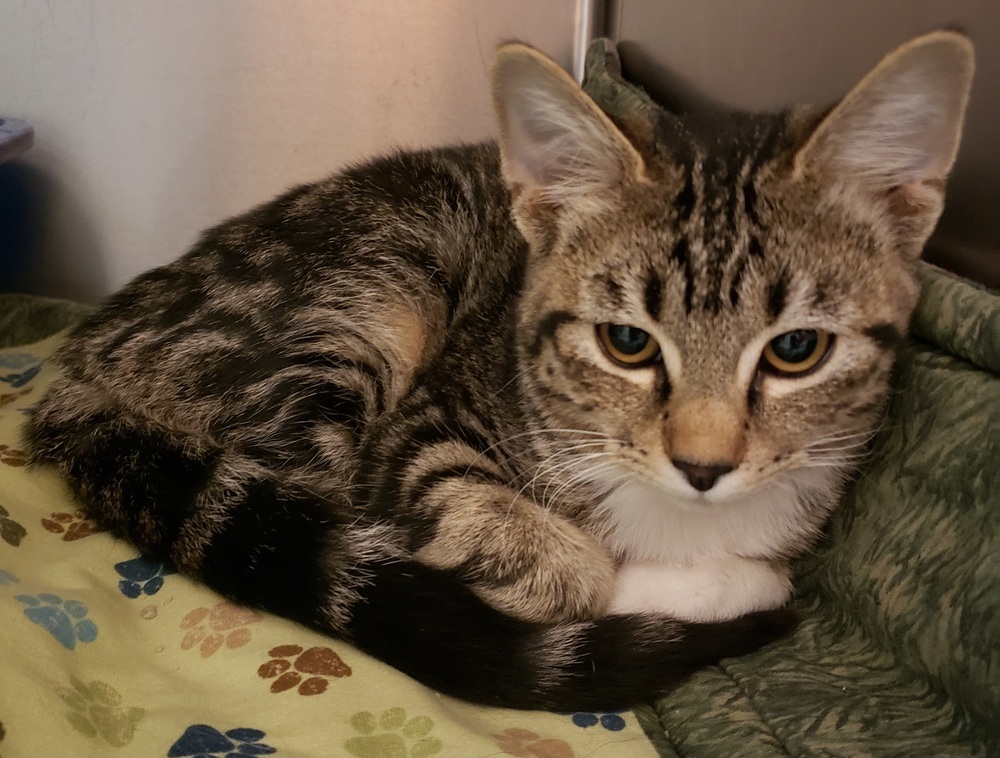 Missy, an adoptable Domestic Short Hair, Tabby in Challis, ID, 83226 | Photo Image 3