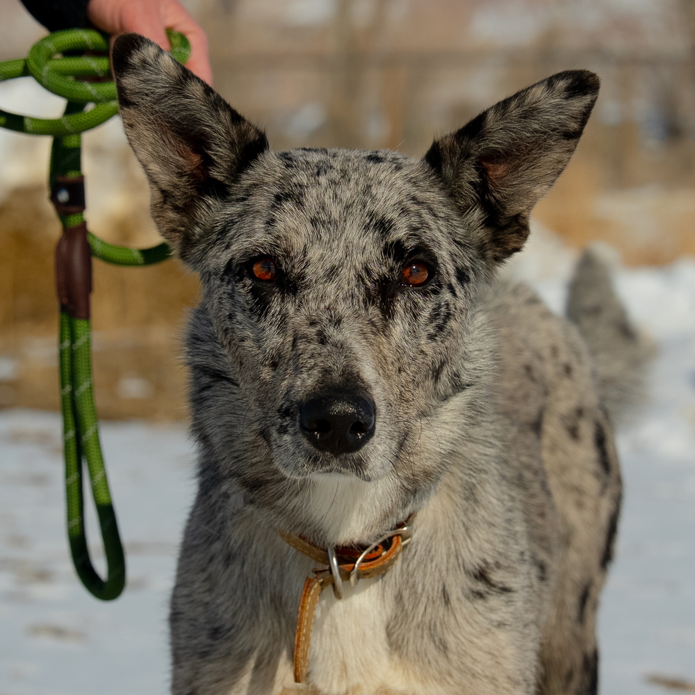 Raisin, an adoptable Border Collie, Australian Shepherd in Challis, ID, 83226 | Photo Image 1