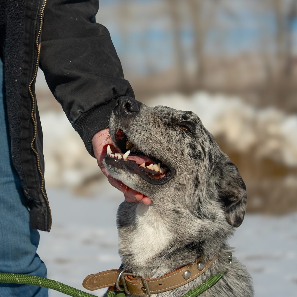 Raisin, an adoptable Border Collie, Australian Shepherd in Challis, ID, 83226 | Photo Image 2