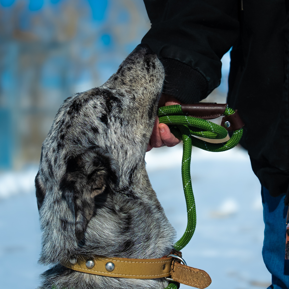 Raisin, an adoptable Border Collie, Australian Shepherd in Challis, ID, 83226 | Photo Image 3