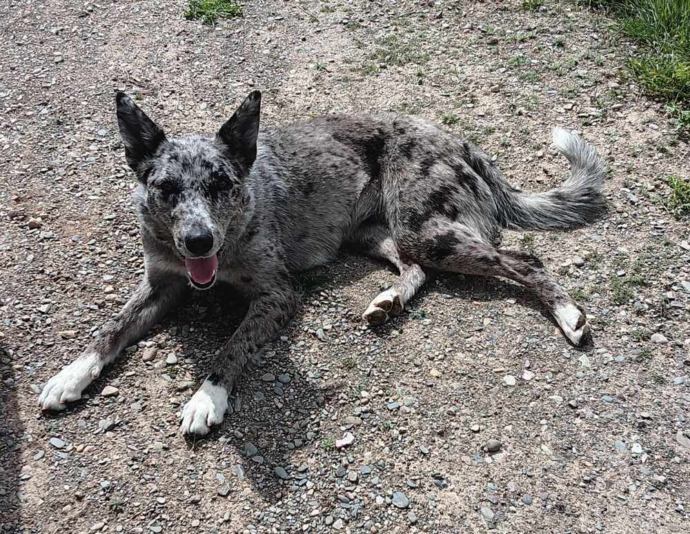 Raisin, an adoptable Border Collie, Australian Shepherd in Challis, ID, 83226 | Photo Image 4