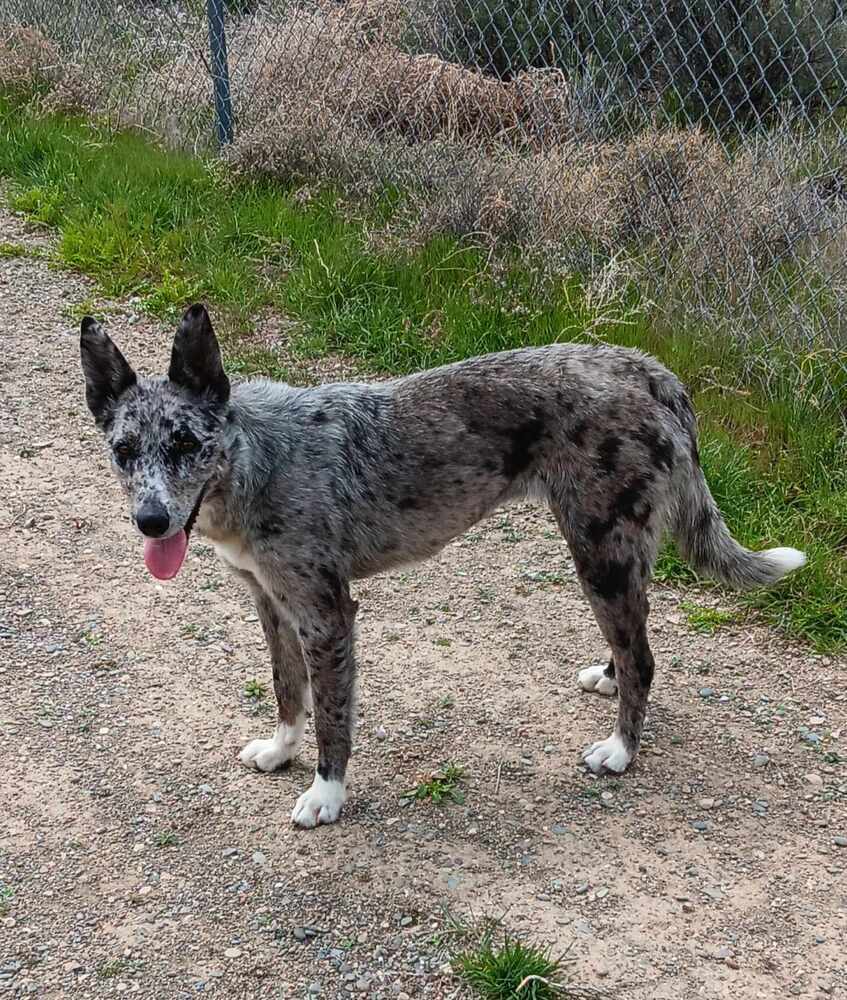 Raisin, an adoptable Border Collie, Australian Shepherd in Challis, ID, 83226 | Photo Image 6
