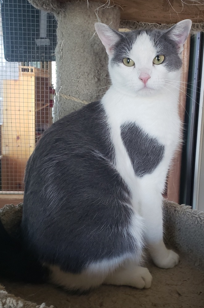Steely, an adoptable Domestic Short Hair in Challis, ID, 83226 | Photo Image 1