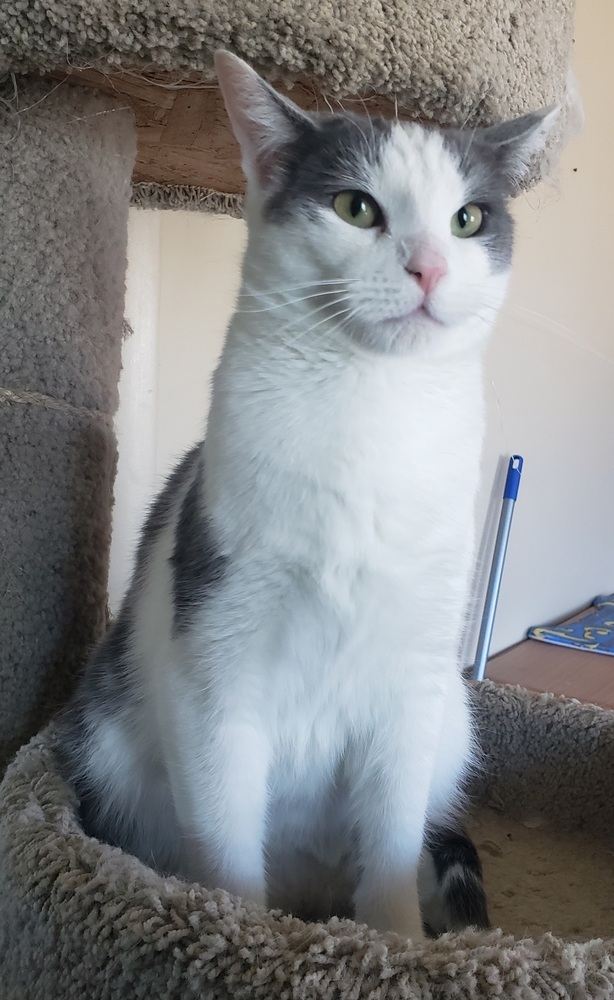 Steely, an adoptable Domestic Short Hair in Challis, ID, 83226 | Photo Image 2