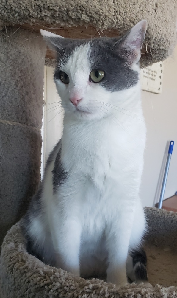 Steely, an adoptable Domestic Short Hair in Challis, ID, 83226 | Photo Image 3