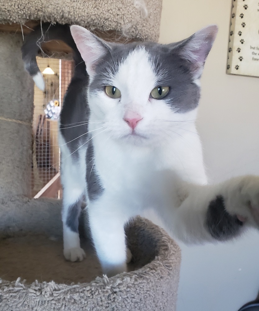 Steely, an adoptable Domestic Short Hair in Challis, ID, 83226 | Photo Image 4