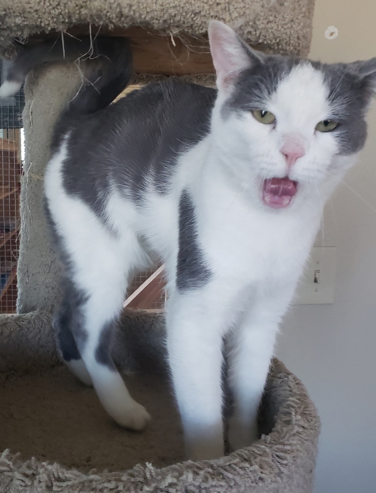 Steely, an adoptable Domestic Short Hair in Challis, ID, 83226 | Photo Image 5