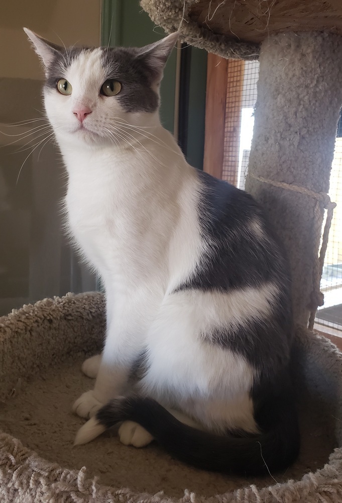 Steely, an adoptable Domestic Short Hair in Challis, ID, 83226 | Photo Image 6