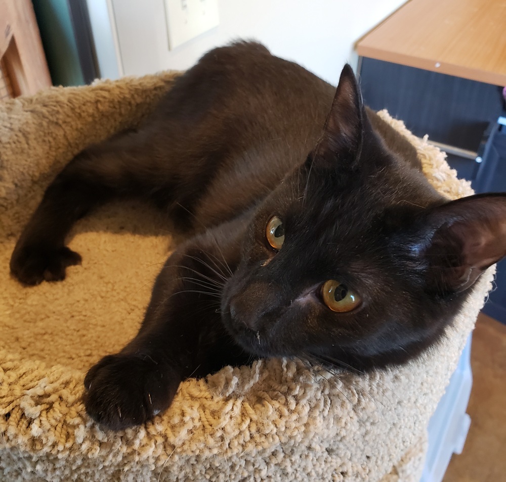 Ripley, an adoptable Domestic Short Hair in Challis, ID, 83226 | Photo Image 1