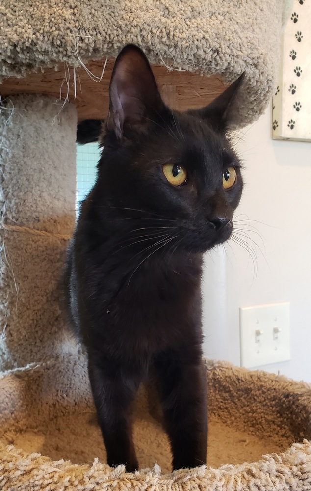 Ripley, an adoptable Domestic Short Hair in Challis, ID, 83226 | Photo Image 2