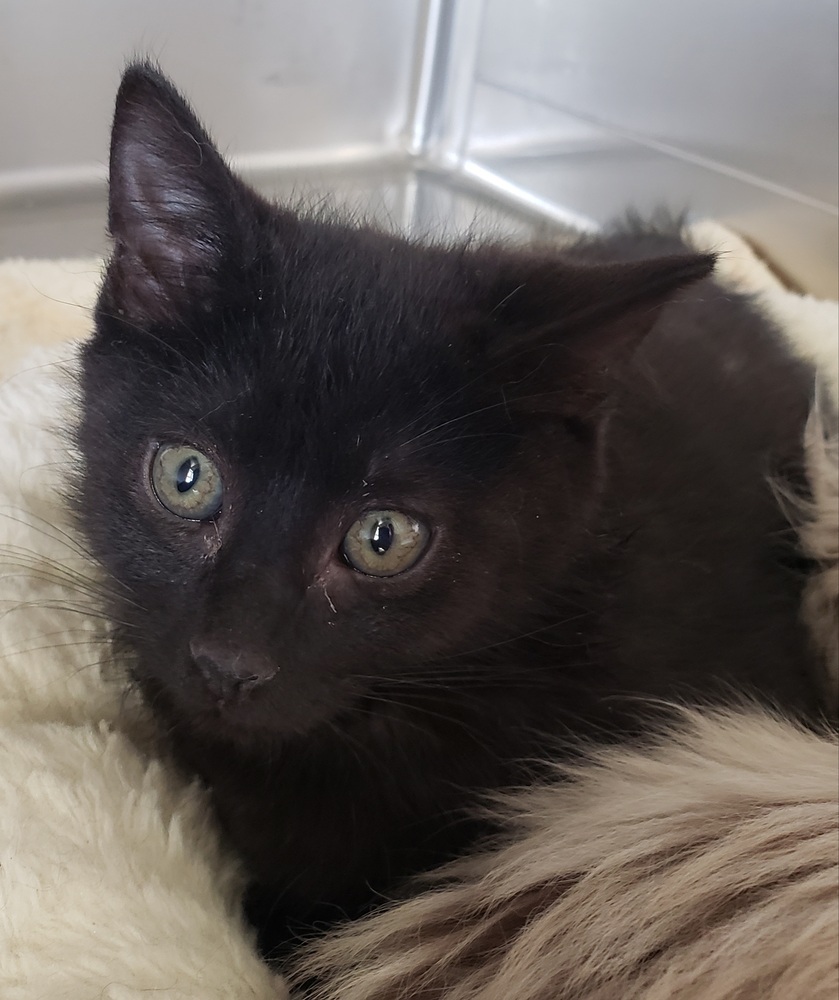 Ripley, an adoptable Domestic Short Hair in Challis, ID, 83226 | Photo Image 3