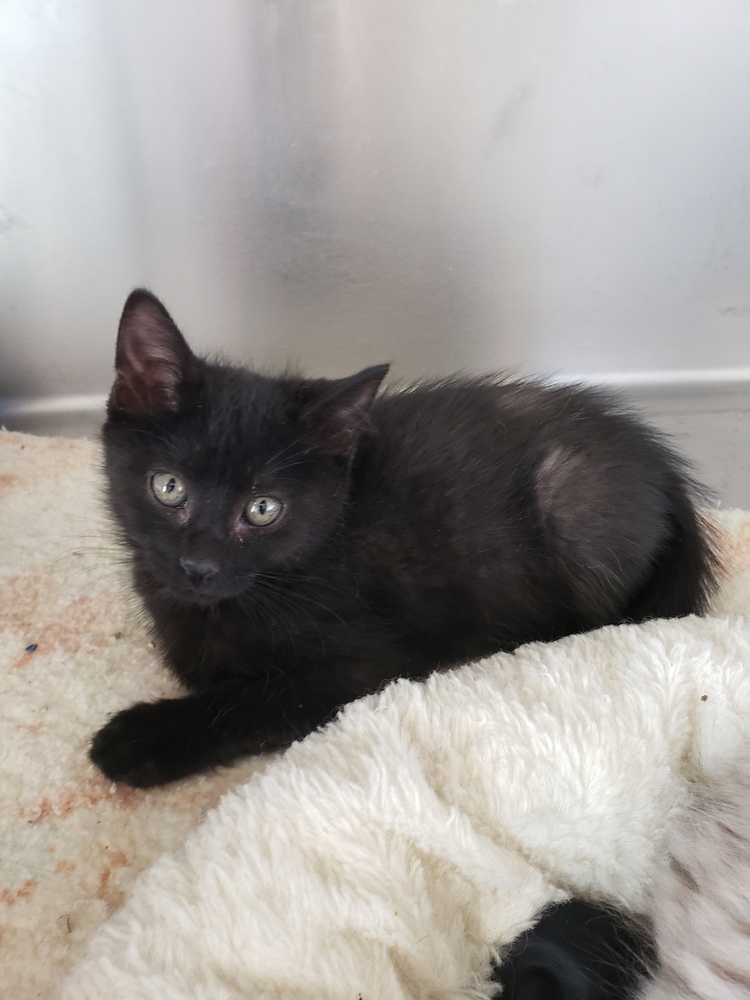 Ripley, an adoptable Domestic Short Hair in Challis, ID, 83226 | Photo Image 4