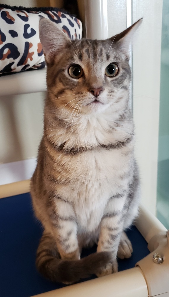 Kittie, an adoptable Domestic Short Hair in Challis, ID, 83226 | Photo Image 1