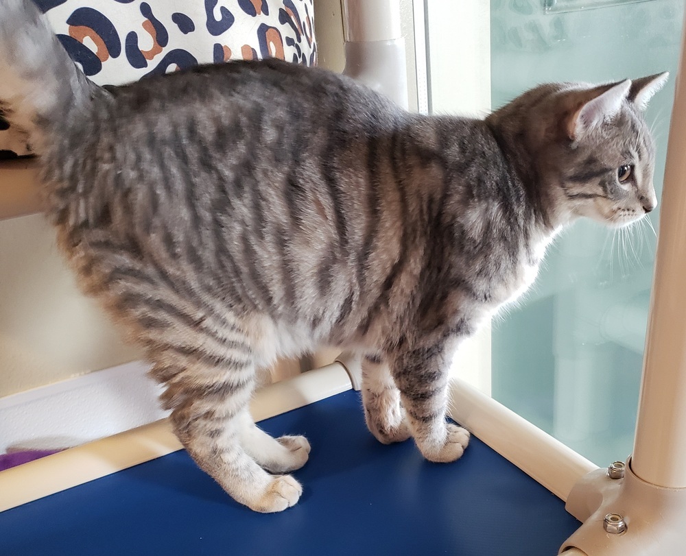 Kittie, an adoptable Domestic Short Hair in Challis, ID, 83226 | Photo Image 2