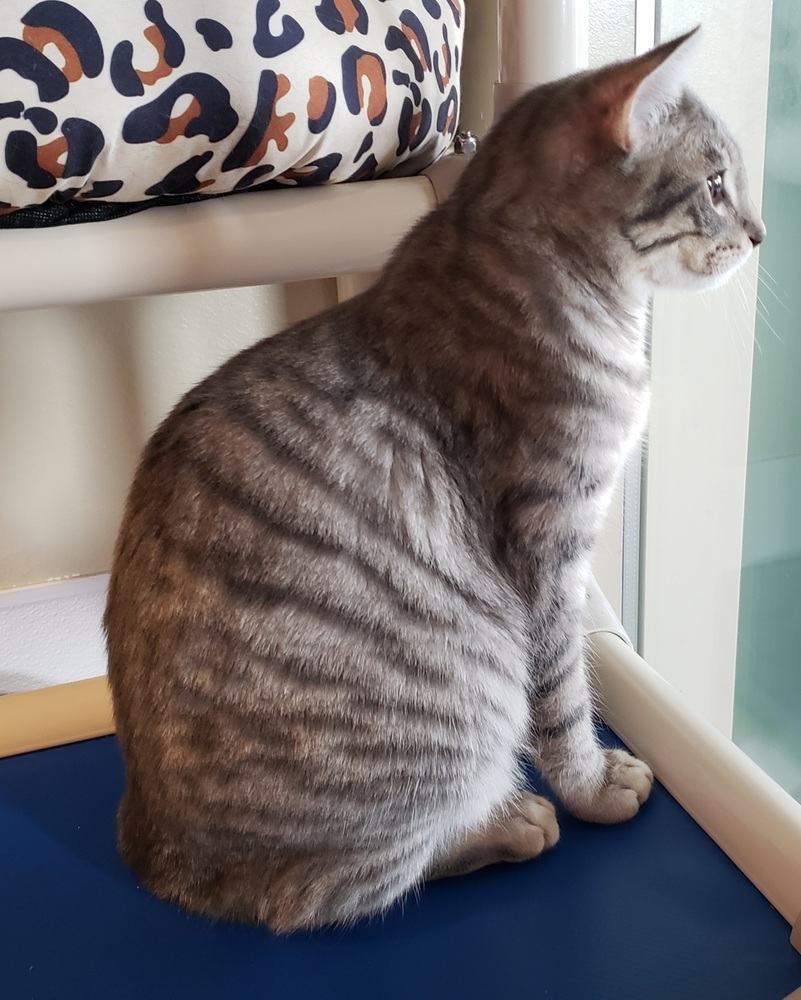 Kittie, an adoptable Domestic Short Hair in Challis, ID, 83226 | Photo Image 3