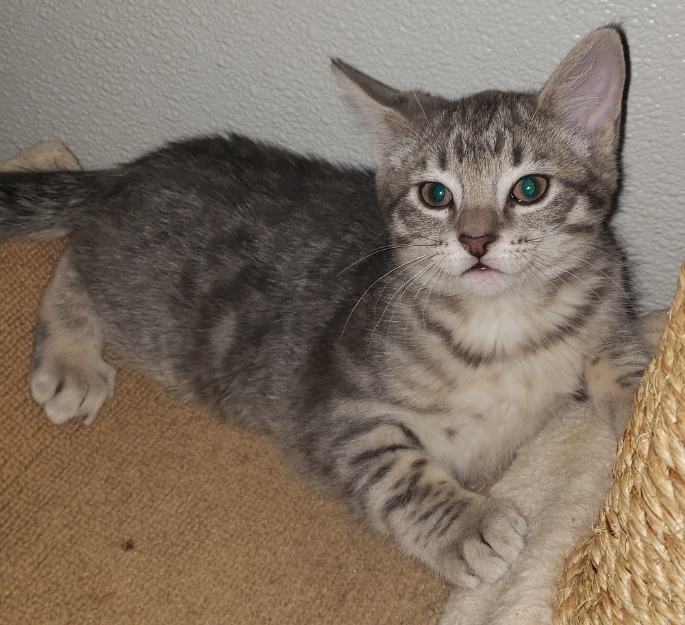 Kittie, an adoptable Domestic Short Hair in Challis, ID, 83226 | Photo Image 4