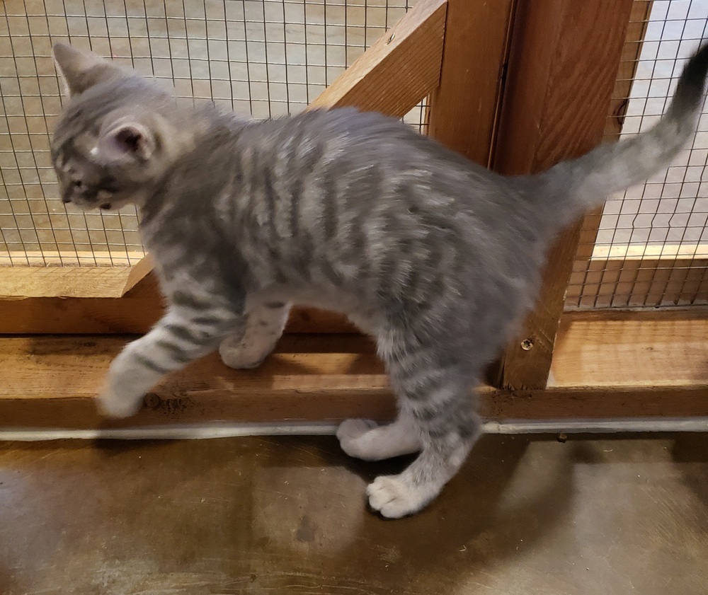 Kittie, an adoptable Domestic Short Hair in Challis, ID, 83226 | Photo Image 5