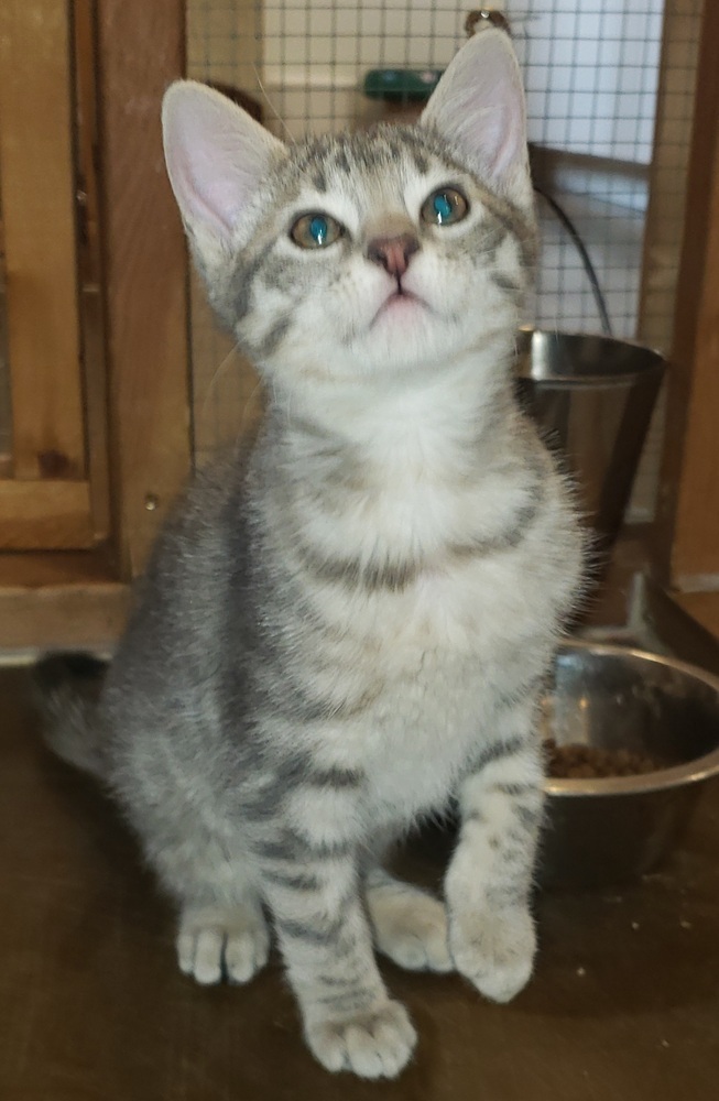 Kittie, an adoptable Domestic Short Hair in Challis, ID, 83226 | Photo Image 6
