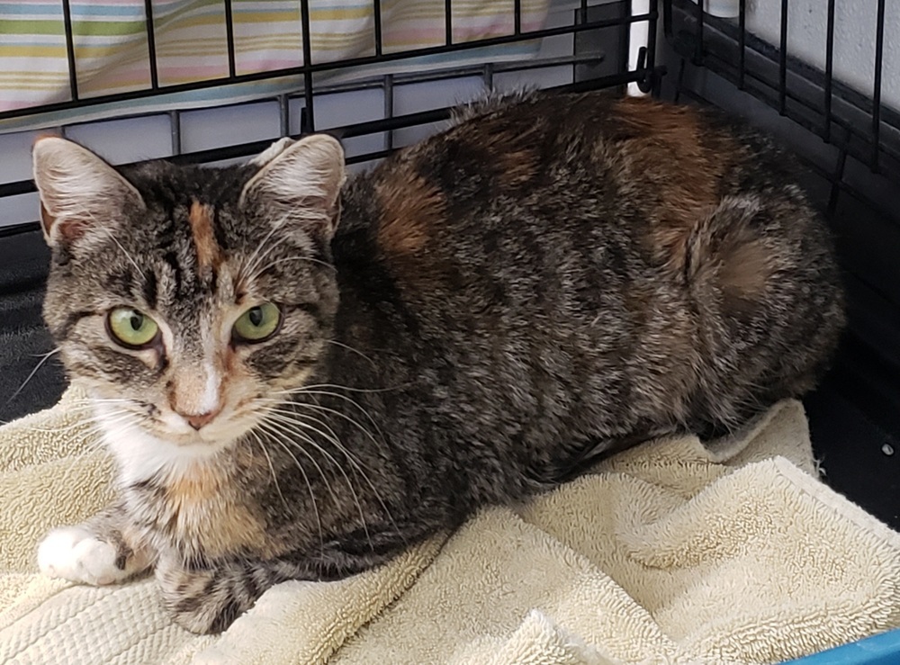 Mia, an adoptable Domestic Short Hair, Calico in Challis, ID, 83226 | Photo Image 1