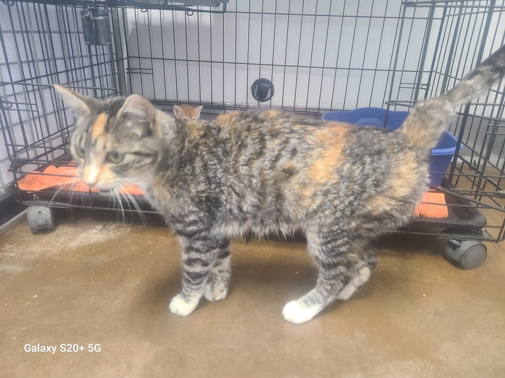 Mia, an adoptable Domestic Short Hair, Calico in Challis, ID, 83226 | Photo Image 2