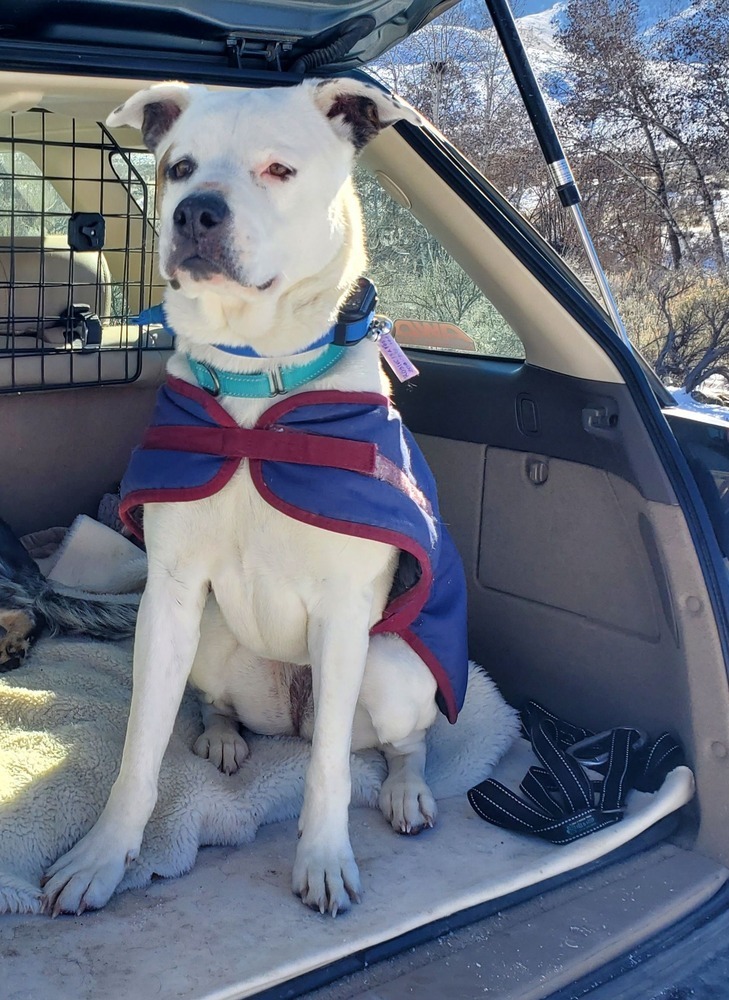 Rosie, an adoptable Pit Bull Terrier in Challis, ID, 83226 | Photo Image 1